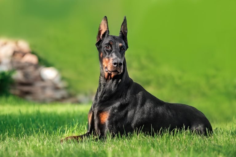 Les races de chien commençant par D