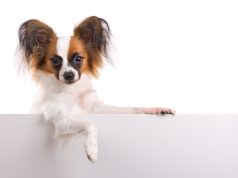 Les races de chien commençant par E