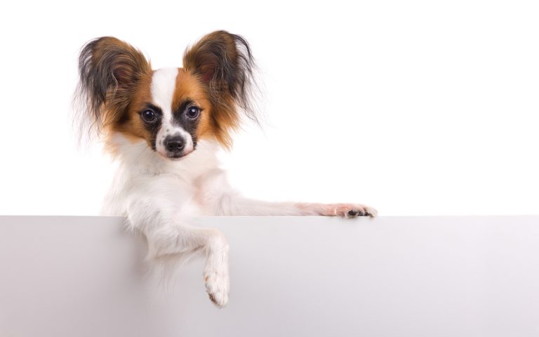 Les races de chien commençant par E