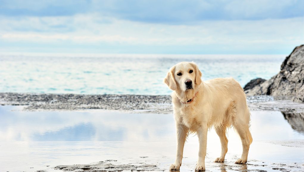 races de chien commençant par G