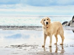 Les races de chien commençant par G races de chien commençant par G