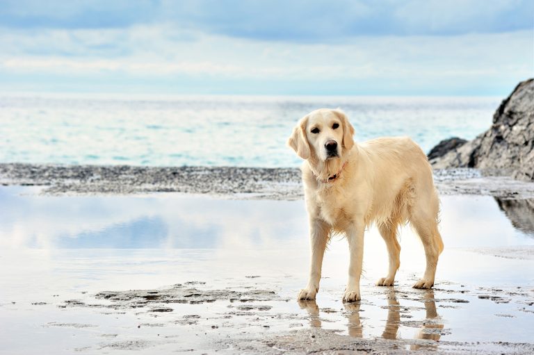 Les races de chien commençant par G