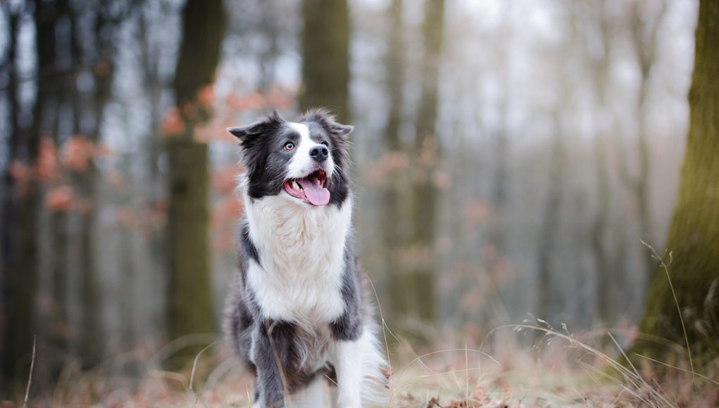 races de chien commençant par B