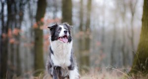 races de chien commençant par B