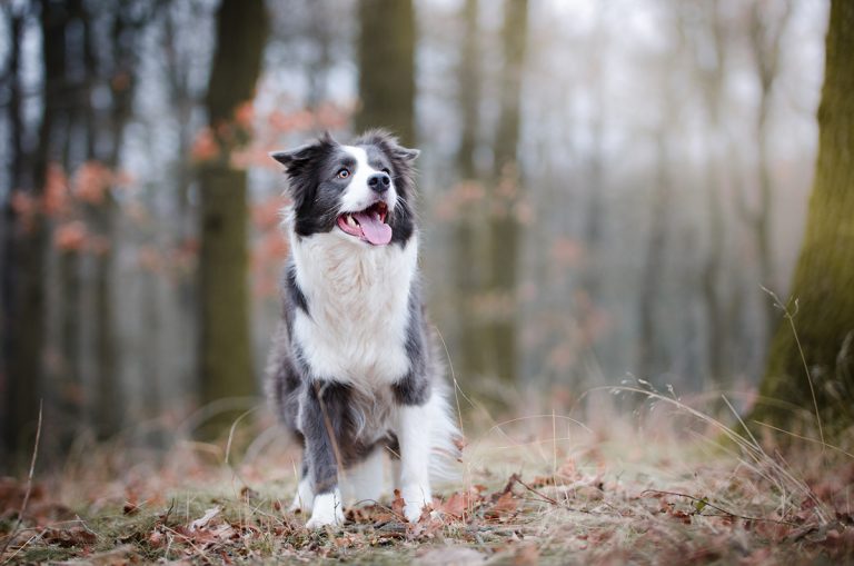 Les races de chien commençant par B
