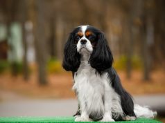 Les races de chiens pesant de 10 à 15 kilos, juste à la bonne taille