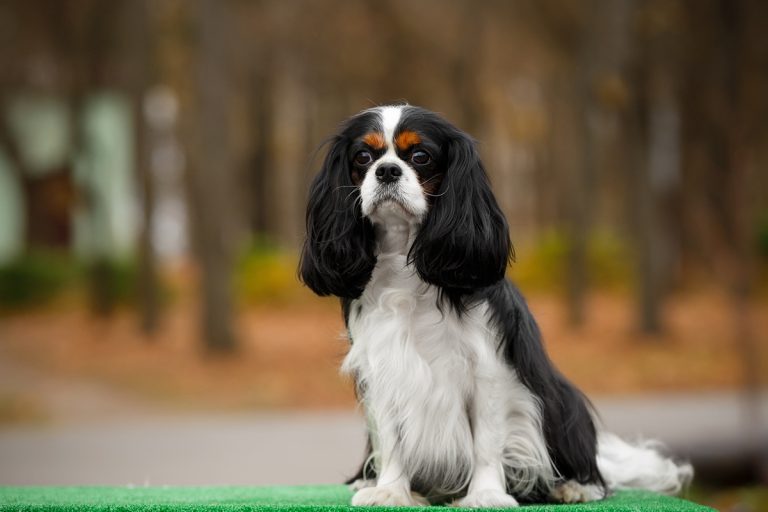 Les races de chiens pesant de 10 à 15 kilos, juste à la bonne taille