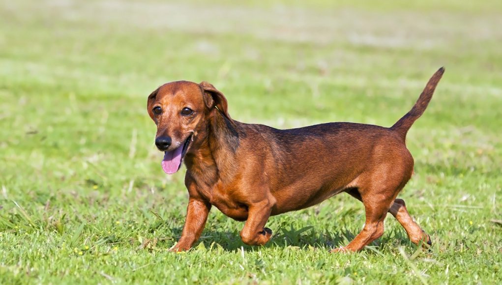 race de chien Teckel