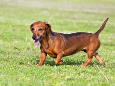 Teckel race de chien Teckel