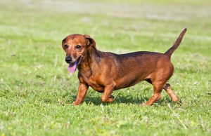 Teckel race de chien Teckel