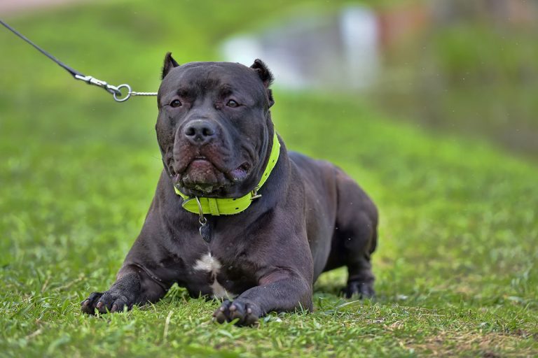 American Bully