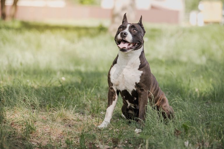 American Staffordshire Terrier