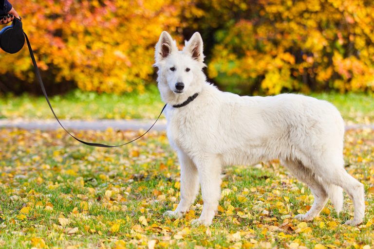 Berger Blanc Suisse