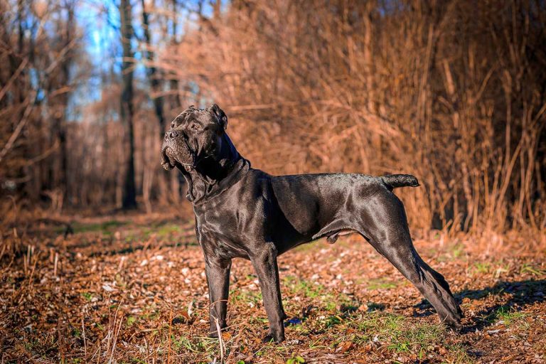 Cane Corso
