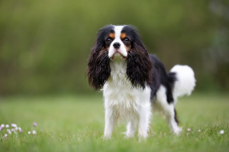 Cavalier King Charles Spaniel