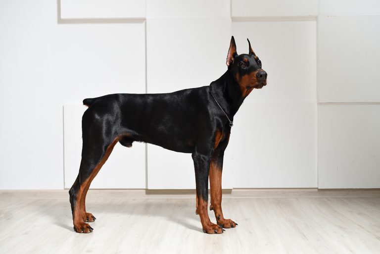 Dobermann