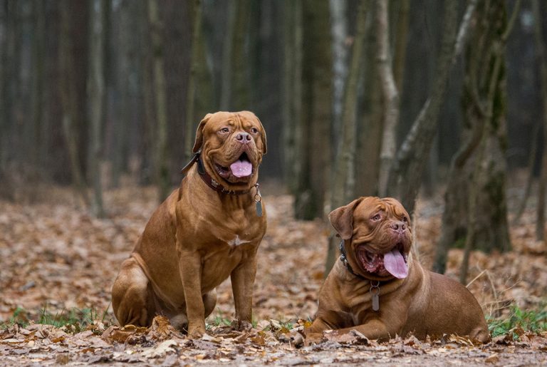Dogue de Bordeaux