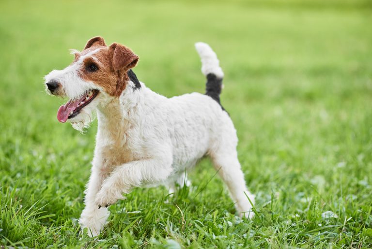 Fox Terrier