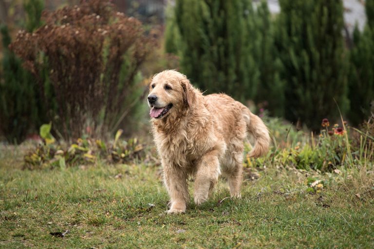 Golden Retriever