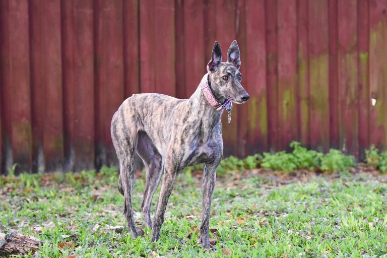 Greyhound