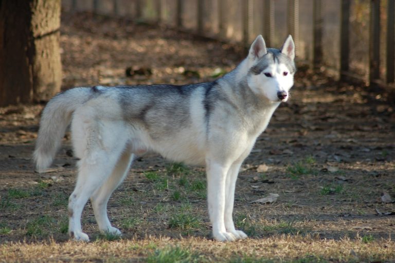 Husky Sibérien