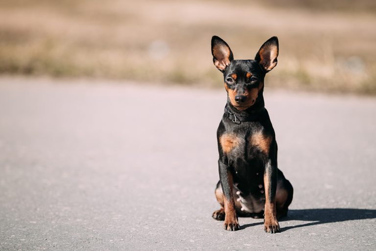 Pinscher nain