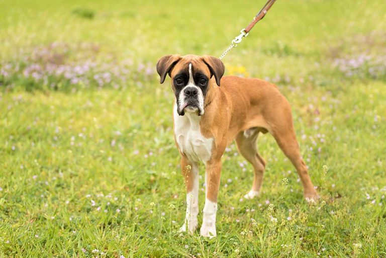 Boxer