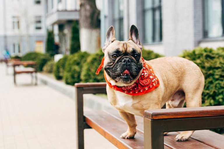 Bouledogue Français