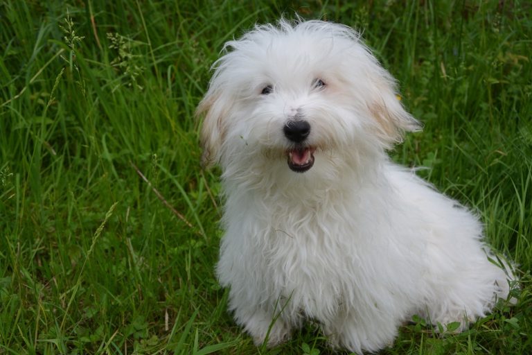 Coton de Tuléar