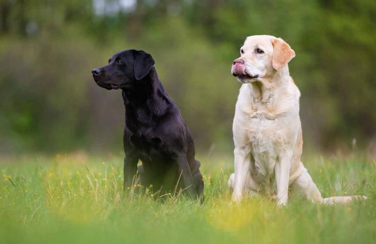 Labrador Retriever