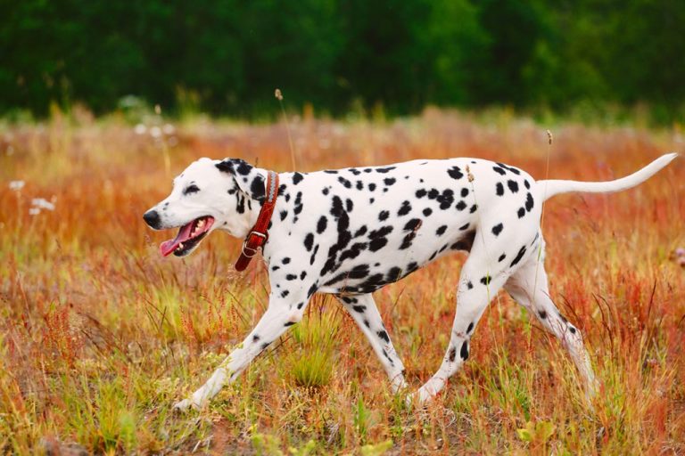 Dalmatien