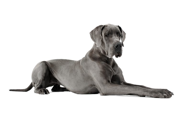 Dogue Allemand