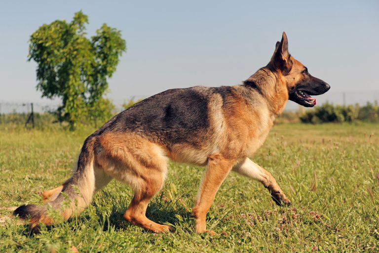 Berger Allemand