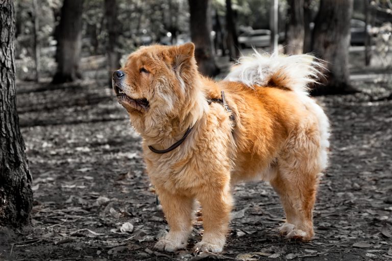 Chow Chow