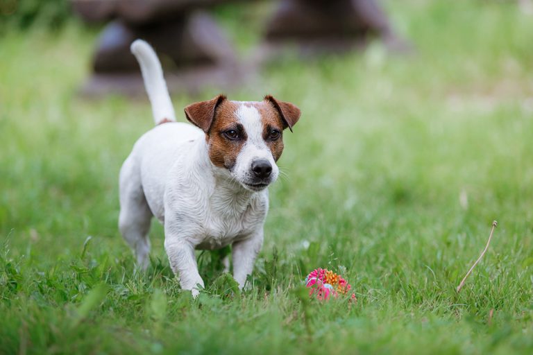 Jack Russell Terrier