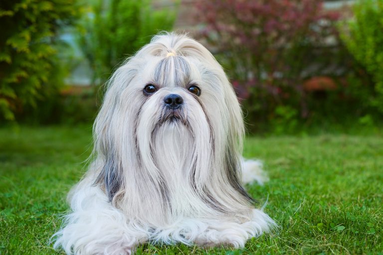 Lhasa Apso