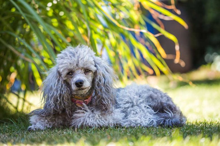 Caniche