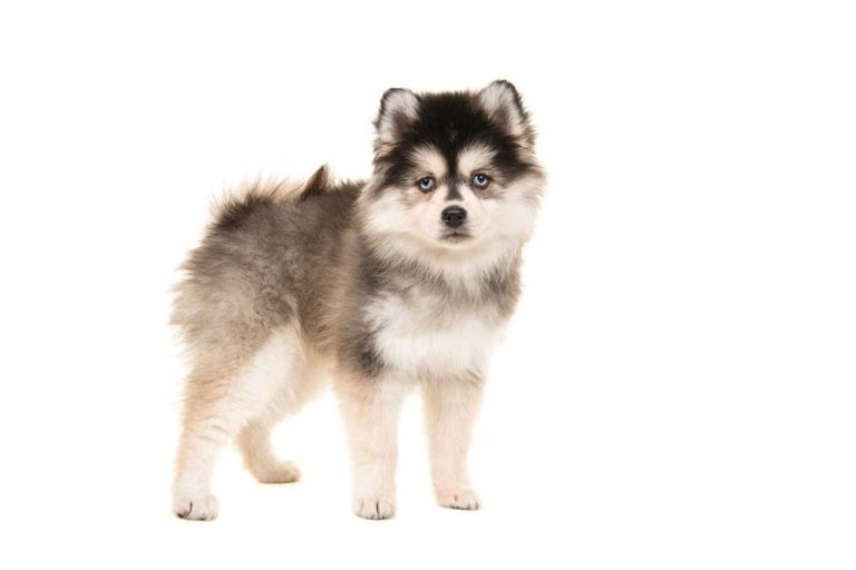Pomsky