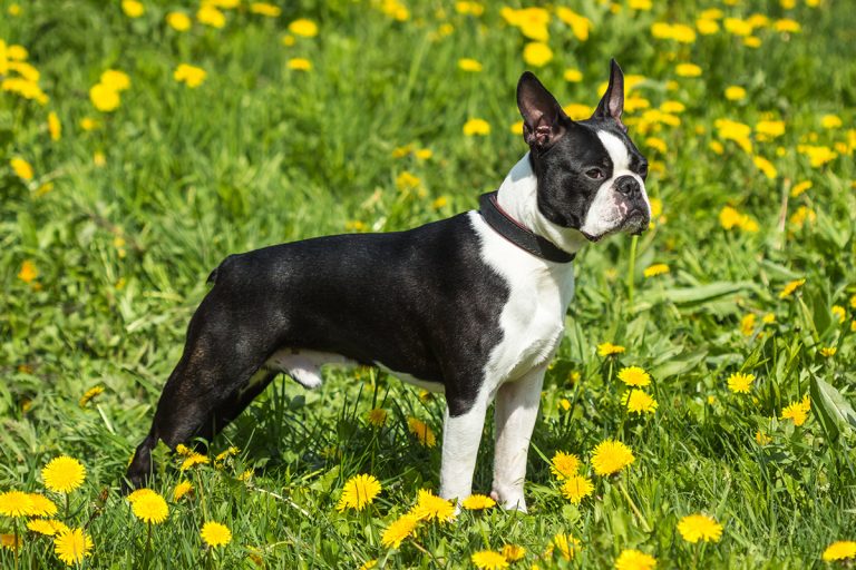 Boston Terrier