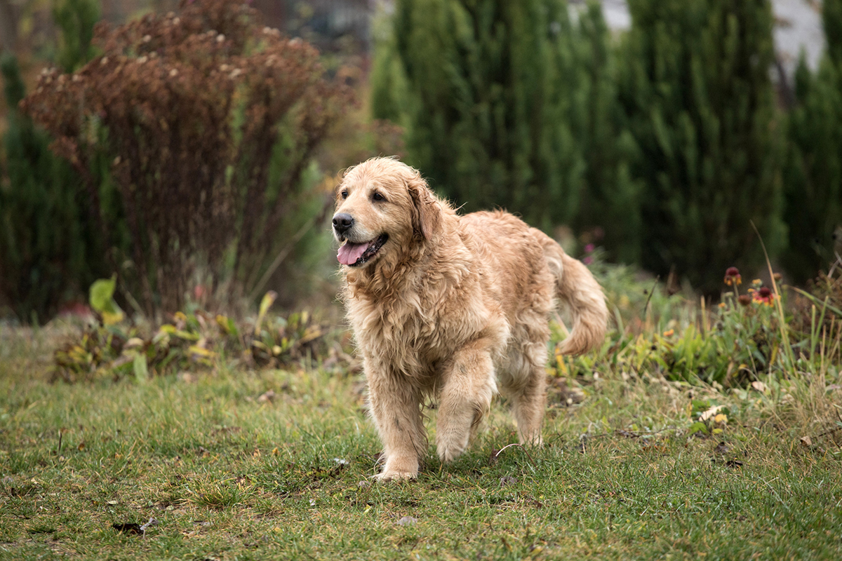 Golden Retriever