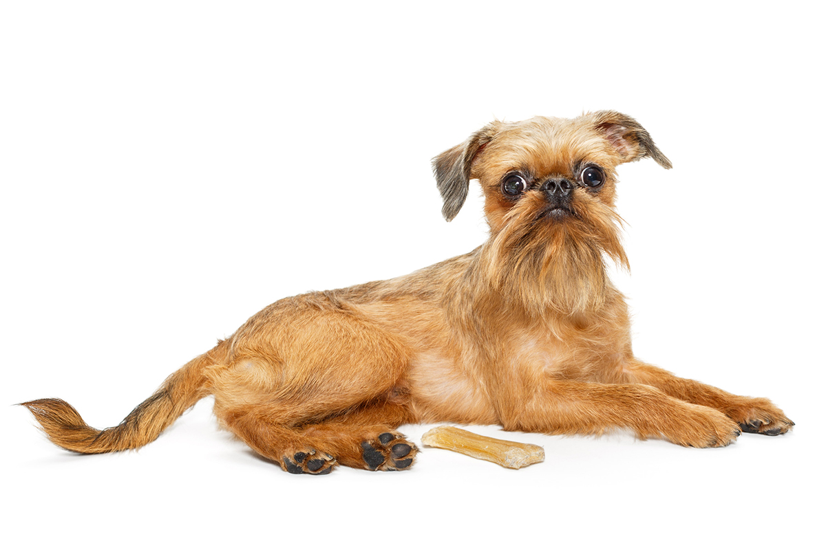Griffon Bruxellois