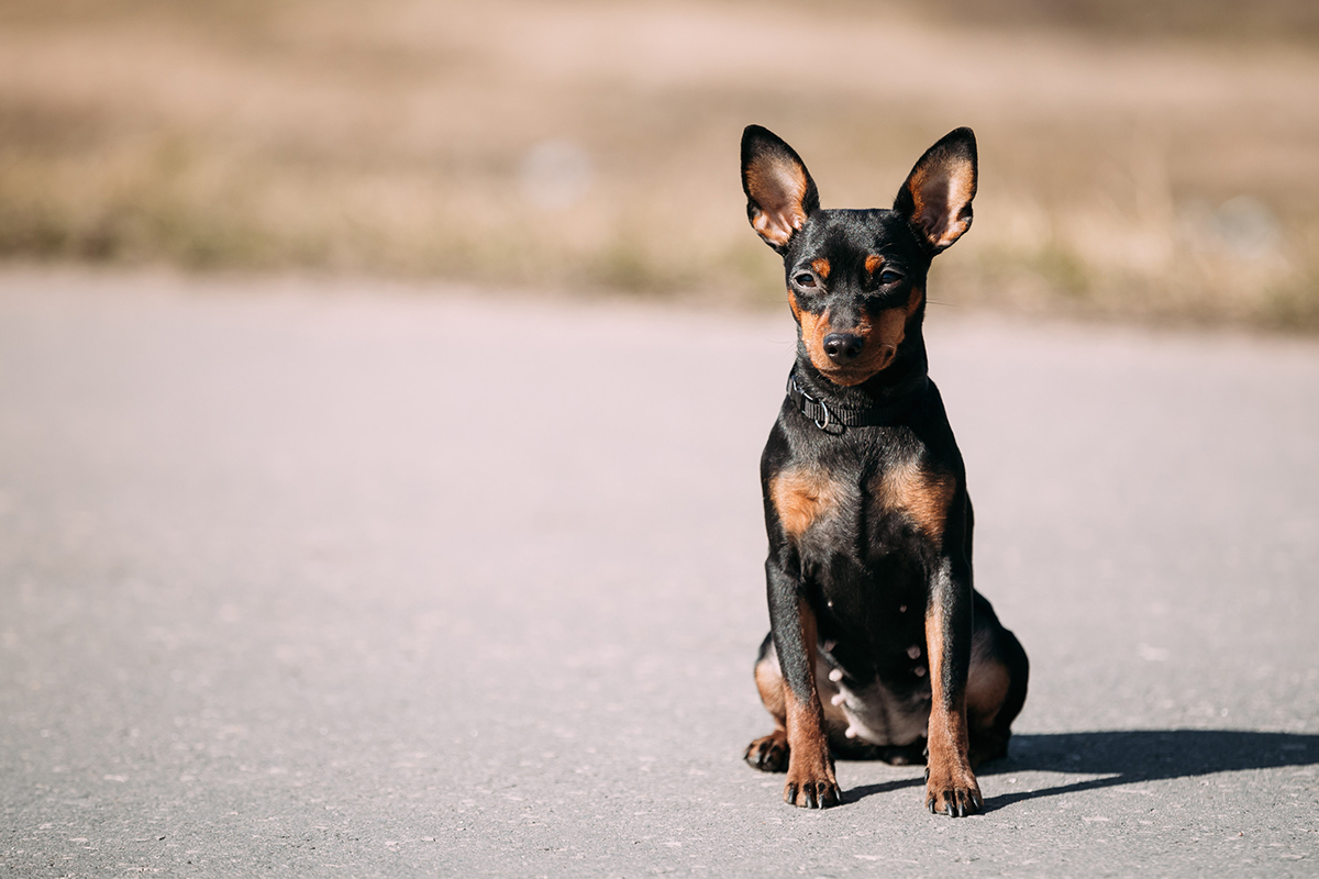race de chien Pinscher Nain